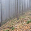 Mgla chowa coś w lesie